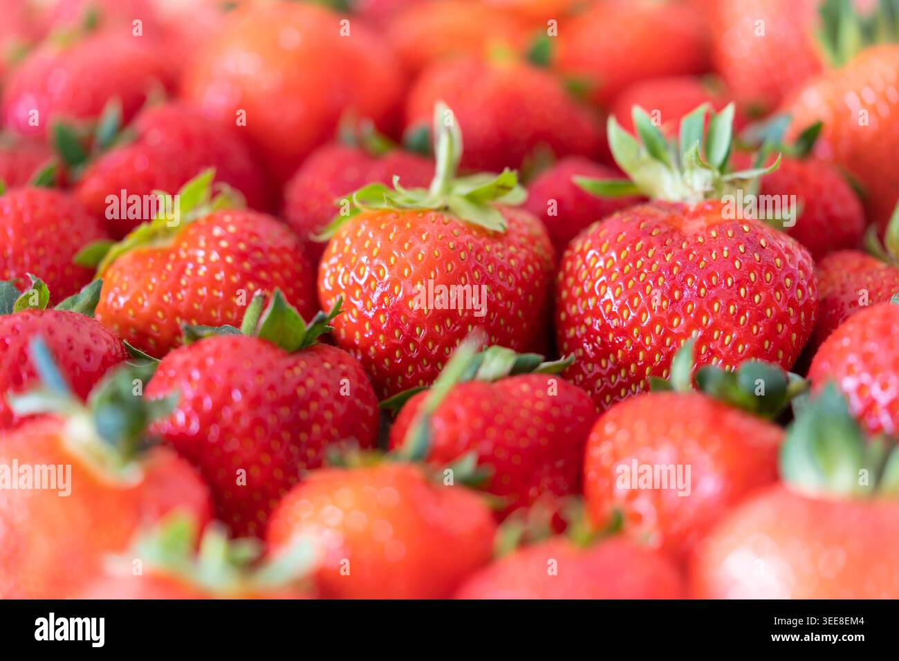 Sammlung frischer Gartenerdbeeren (Fragaria x anananassa) mit geringer Feldetiefe. Konzept: Gesund, 5 am Tag Stockfoto