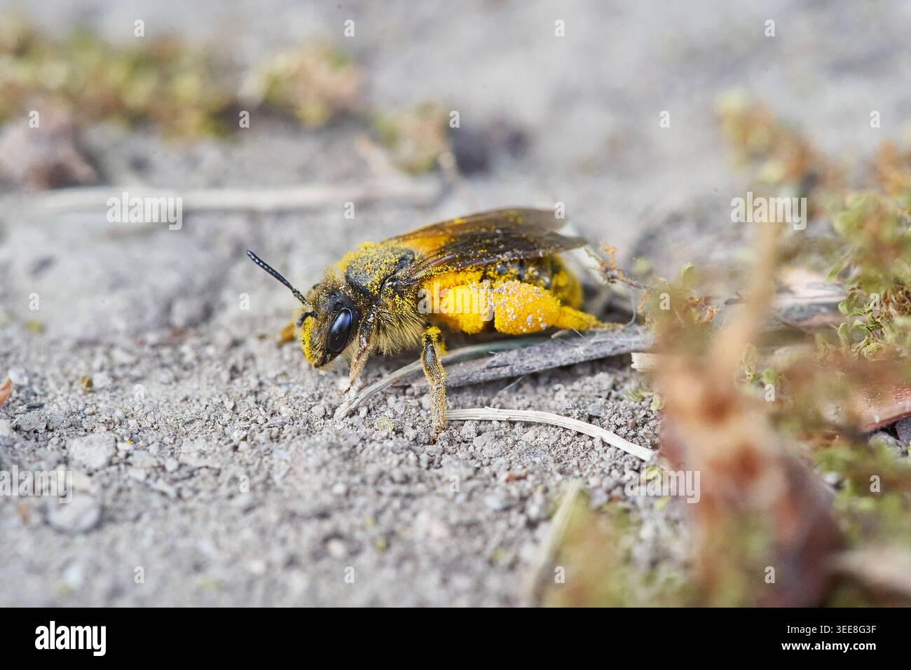 Pollenbeladene Einzelbiene auf Makroboden mit strukturiertem Körper, gelben Pollensäcken und Antennen. Stockfoto