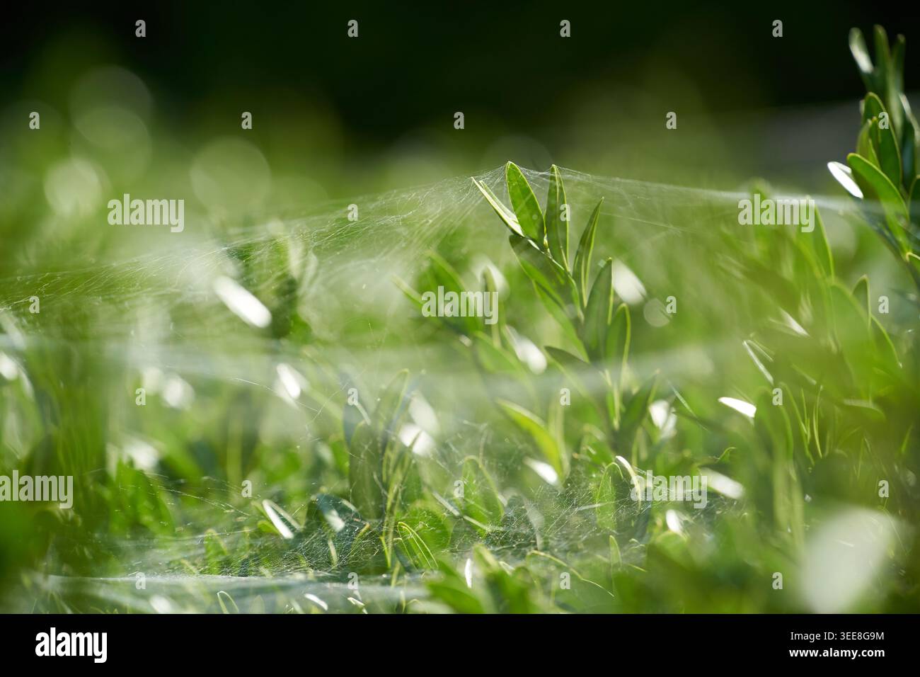 Sonnendurchflutetes grünes Laub, bedeckt mit zarten Spinnennetzen, schafft eine sanfte, ätherische Morgenatmosphäre. Stockfoto
