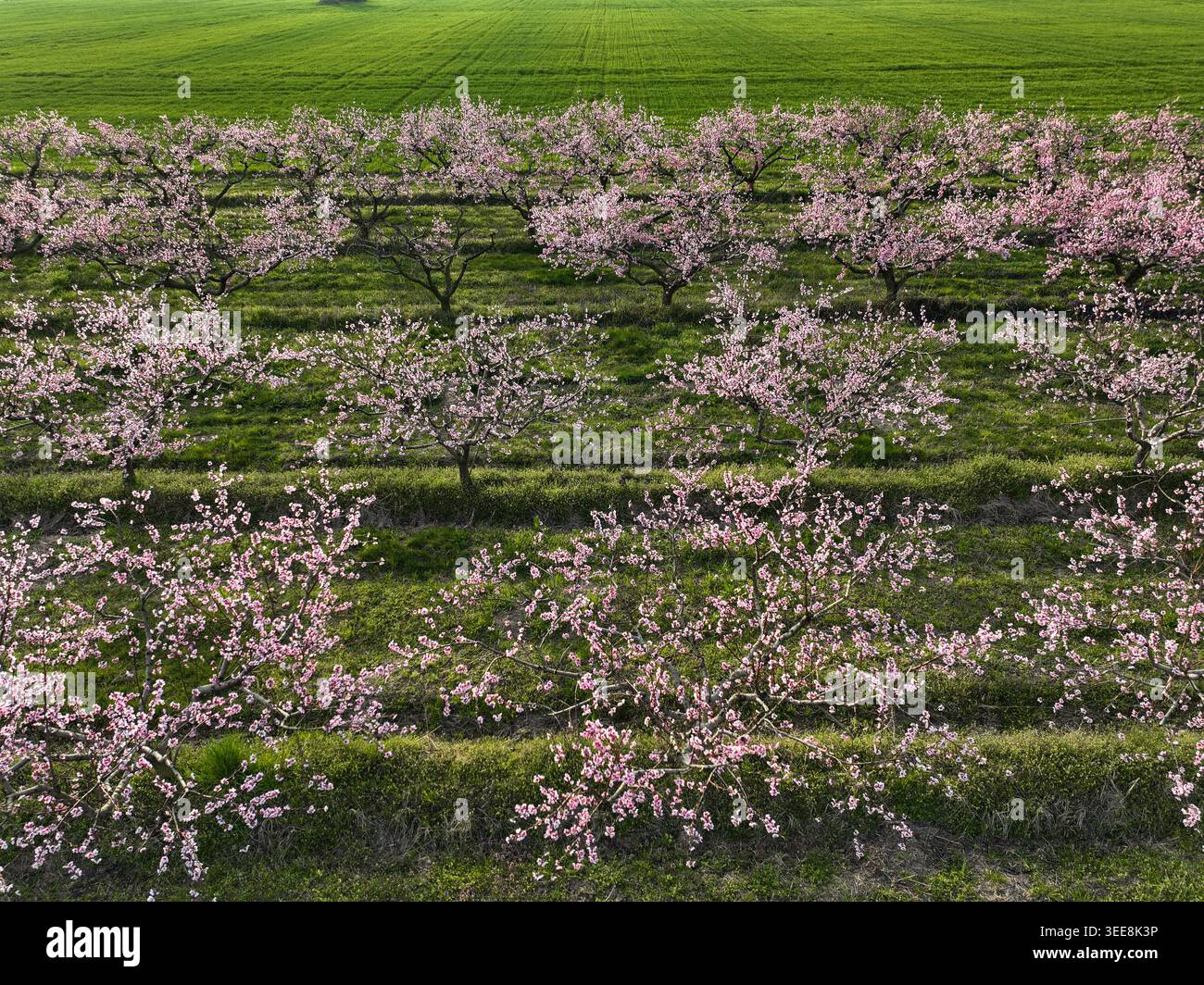 Aus der Vogelperspektive blühende Obstbäume mit rosa Blüten in ordentlichen Reihen über einem grünen Obstgarten in Borgo d'Ale, Piemont, Italien. Stockfoto