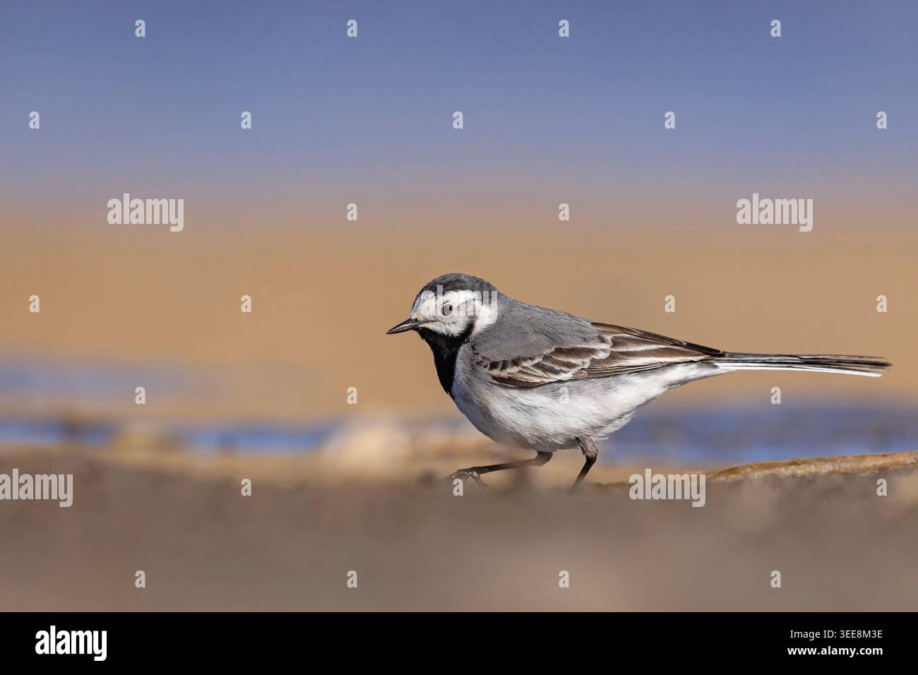 Weiße Bachstelze (Motacilla alba), die an einem schlammigen Ufer in Polen spazieren und ihr markantes schwarzes, weißes und graues Gefieder zeigen. Stockfoto