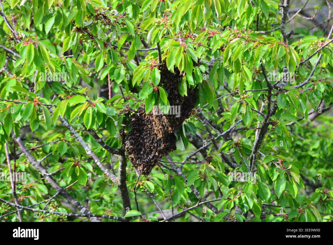 Wenn eine Bienenkolonie plötzlich ihren Weg in Ihren Garten findet, kann nur ein Imker sie professionell umsiedeln. Stockfoto