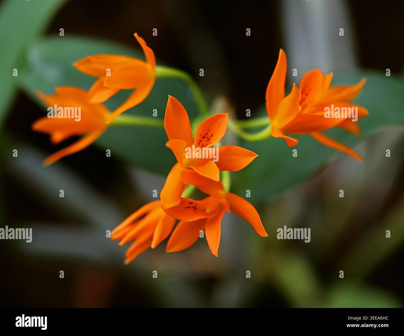 Orange Cattleya Orchid, Guarianthe aurantiaca, Orchidaceae. Mexiko nach Costa Rica. Syn. Cattleya aurantiaca. Stockfoto