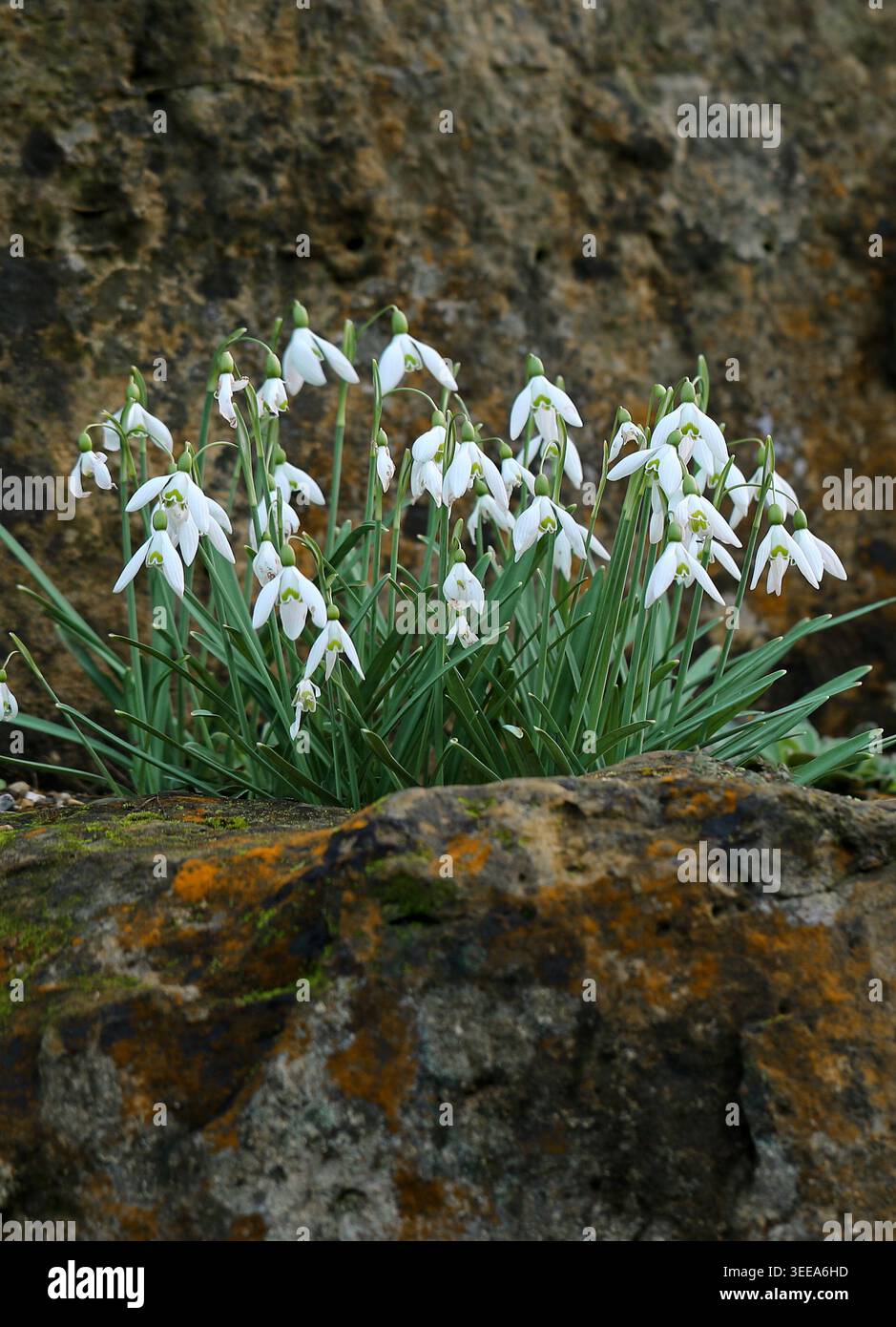 Schneeglöckchen, Galanthus nivalis „Magnet“, Amaryllidaceae. UK. „Magnet“ ist eine bauchige, bis zu 25 cm hohe Staude mit schmalen, glaukösen Blättern. Stockfoto