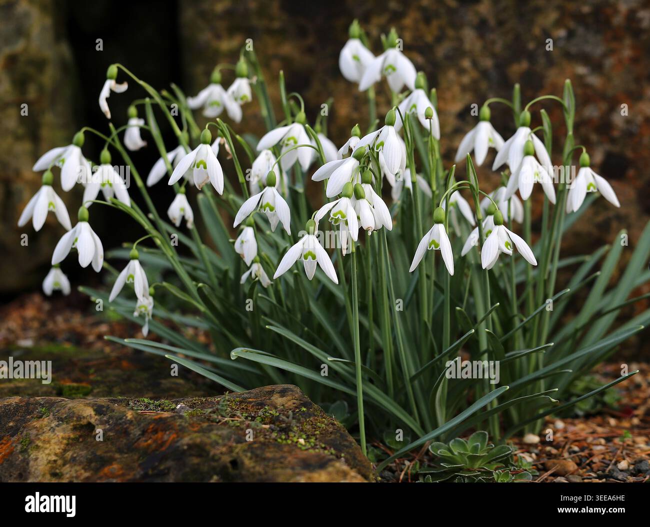 Schneeglöckchen, Galanthus nivalis „Magnet“, Amaryllidaceae. UK. „Magnet“ ist eine bauchige, bis zu 25 cm hohe Staude mit schmalen, glaukösen Blättern. Stockfoto