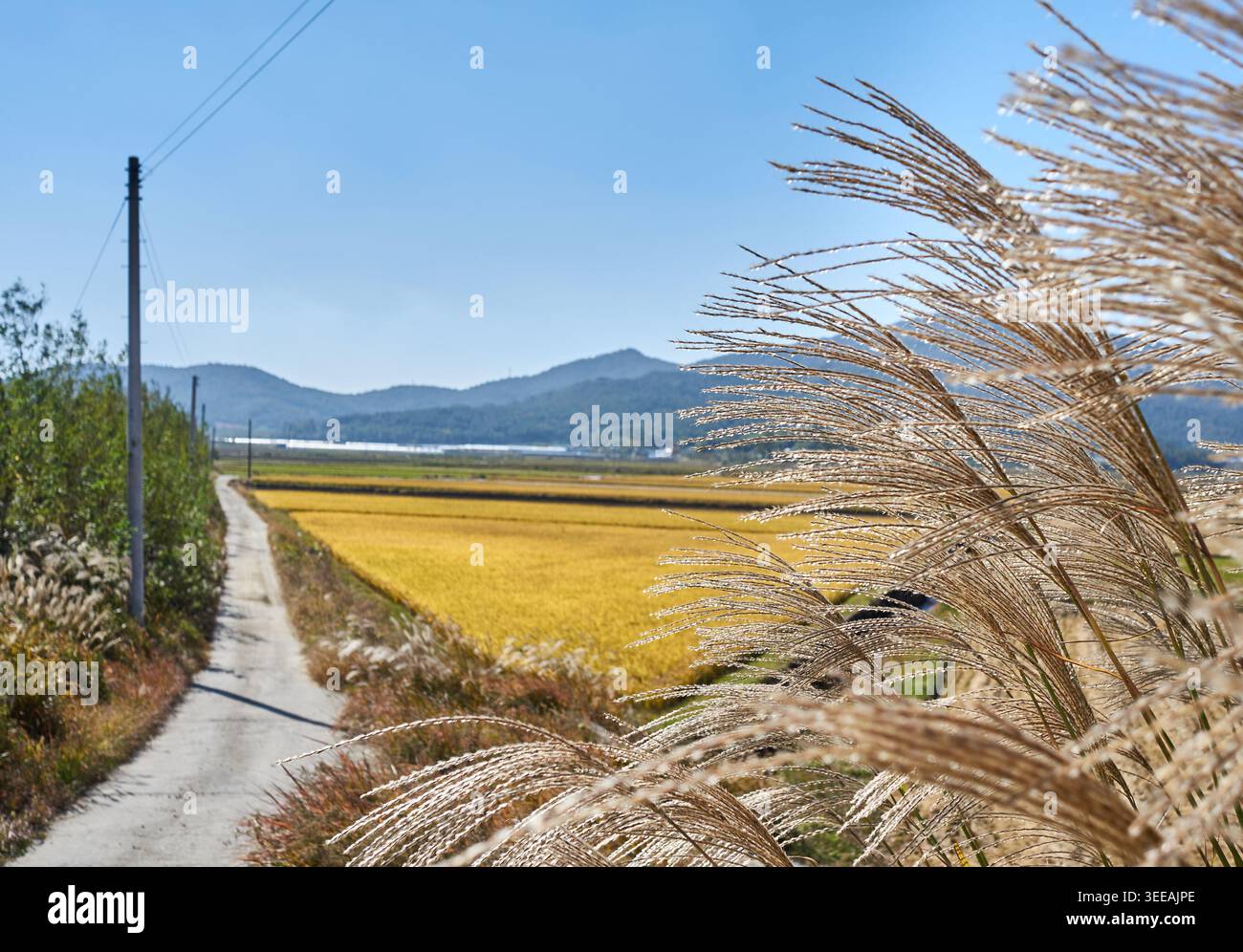 Ruhiger Herbst auf dem koreanischen Land. Goldene Reisfelder, schwebendes Silbergras und eine reife Persimmon prägen die friedliche, reiche Erntezeit. Stockfoto