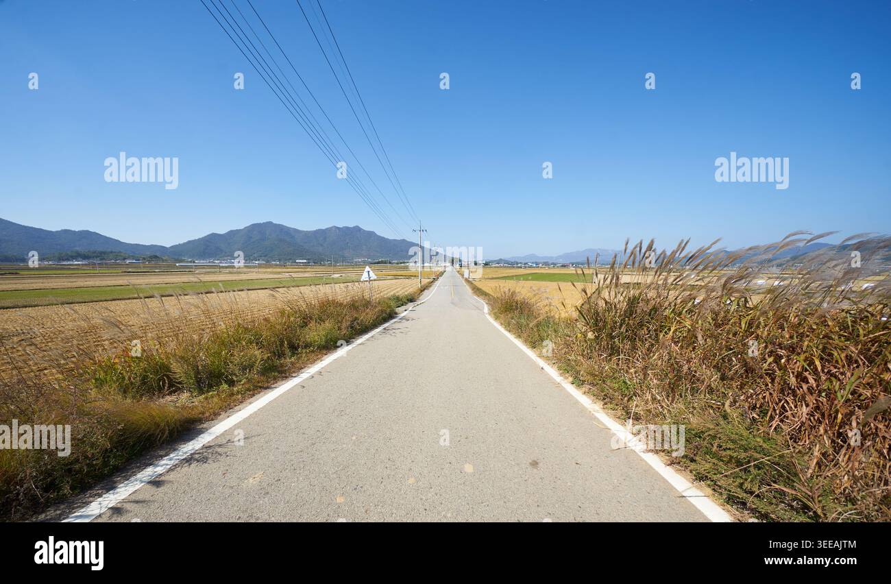 Ruhiger Herbst auf dem koreanischen Land. Goldene Reisfelder, schwebendes Silbergras und eine reife Persimmon prägen die friedliche, reiche Erntezeit. Stockfoto