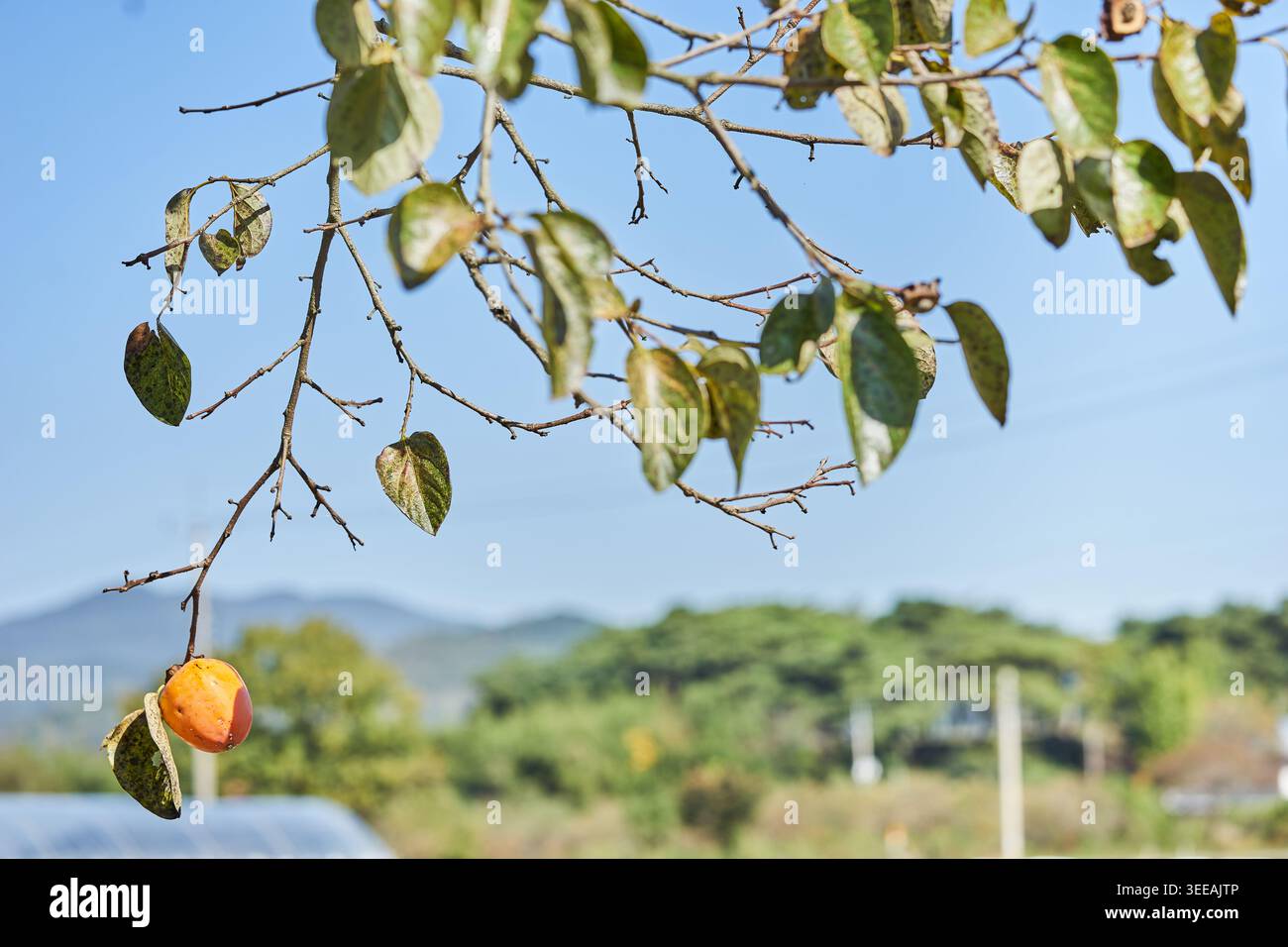 Ruhiger Herbst auf dem koreanischen Land. Goldene Reisfelder, schwebendes Silbergras und eine reife Persimmon prägen die friedliche, reiche Erntezeit. Stockfoto