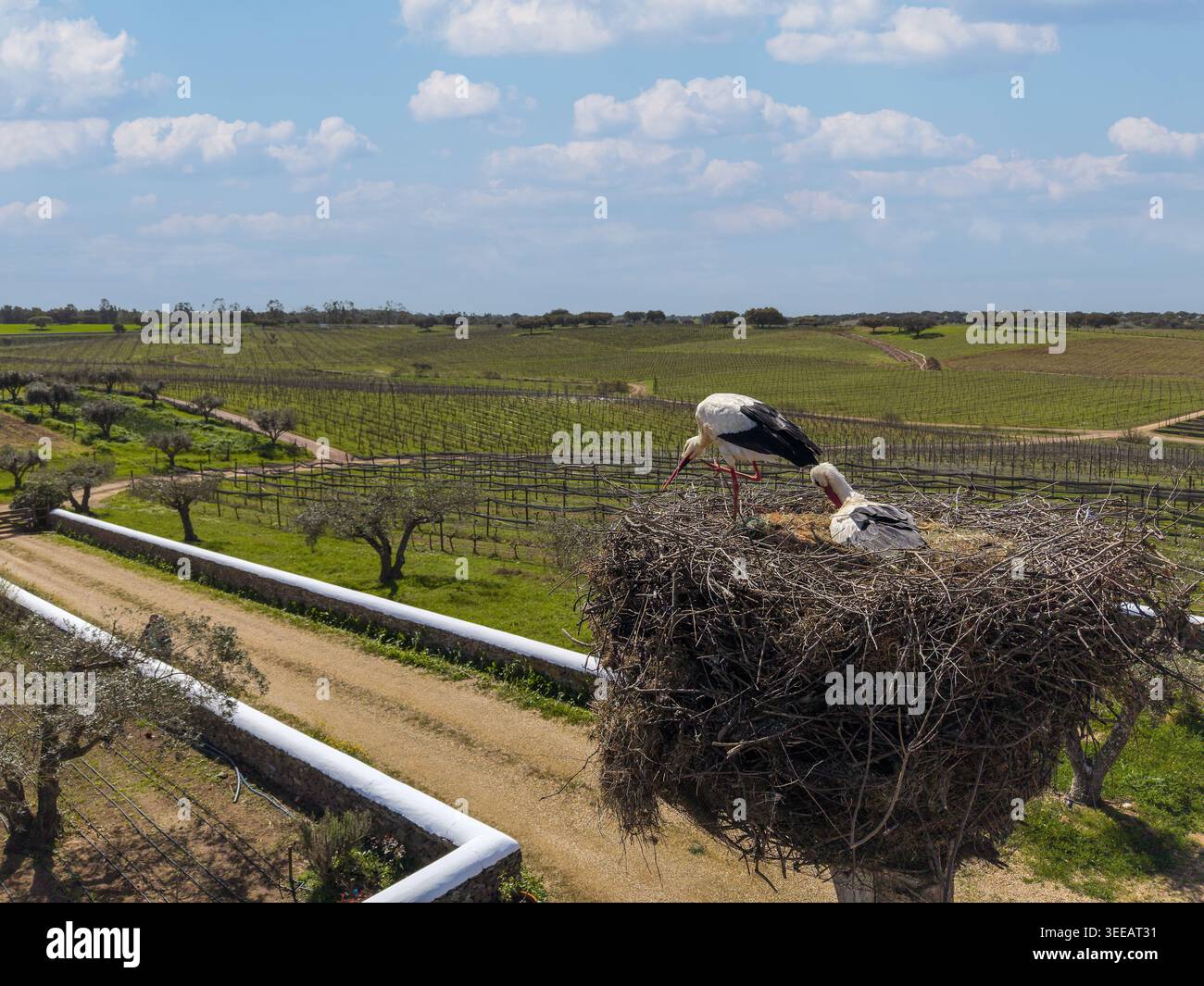 Albernoa, Portugal - 17. März 2026: Aus der Vogelperspektive von Störchen in einem großen Nest mit Blick auf weite Weinberge und Olivenhaine unter wolkenblauem Himmel. Stockfoto