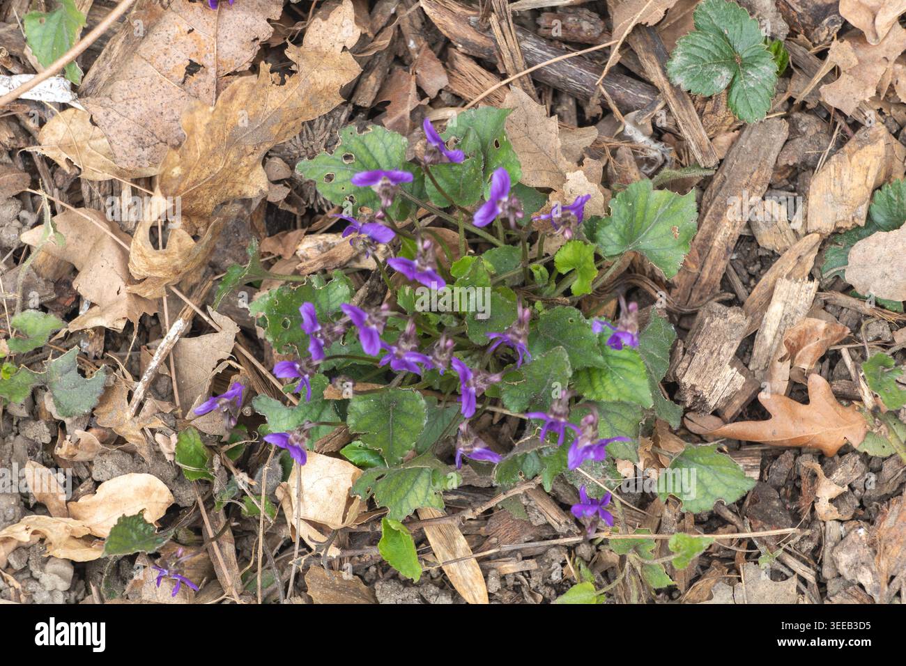 Kleine Gruppe wilder violetter Veilchen, die durch trockene Herbstblätter und Mulch blühen. Stockfoto