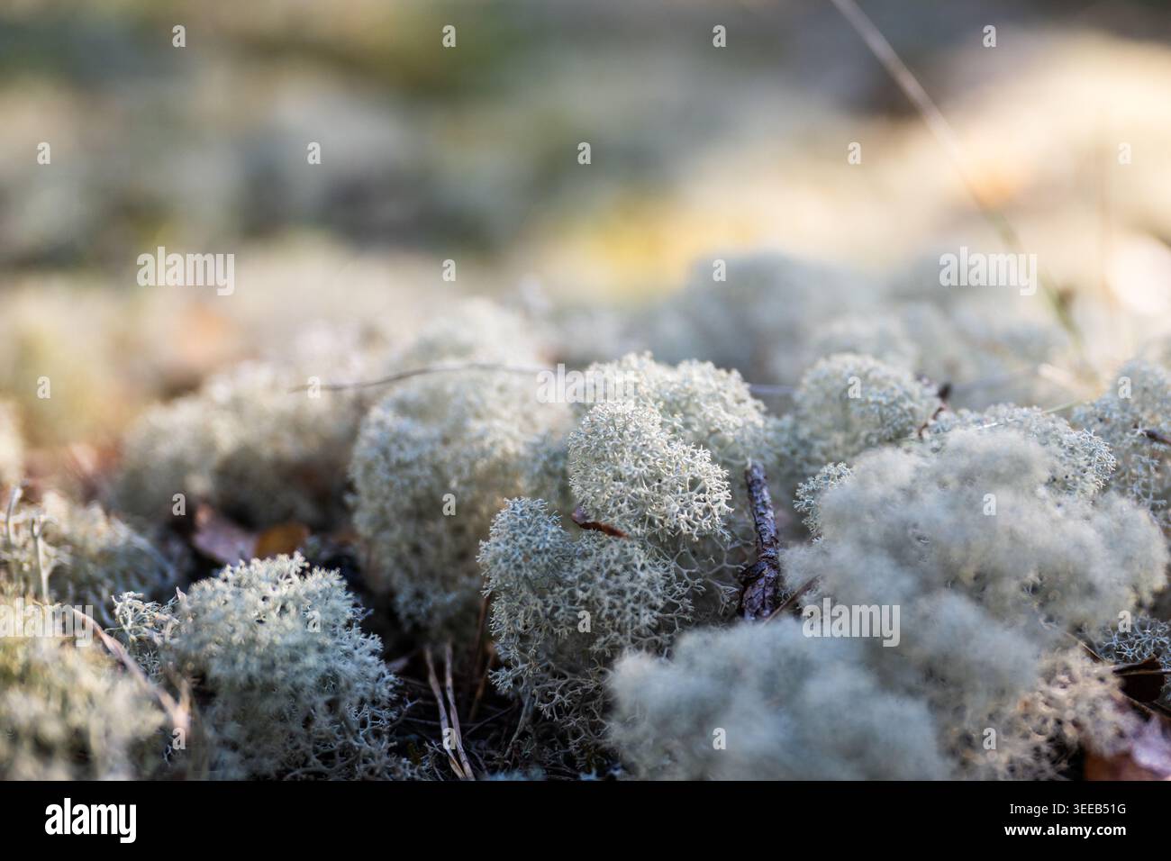 Weiche weiße Rentierflechte wächst auf Waldboden in der skandinavischen Waldmakroszene Stockfoto