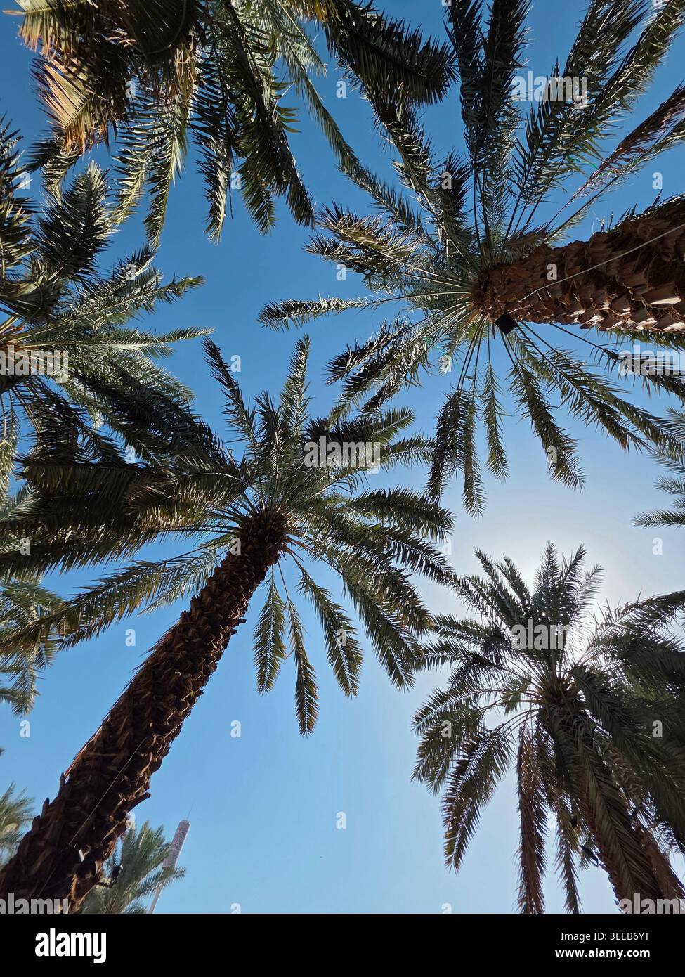 Flacher Blickwinkel auf mehrere Dattelpalmen mit grünen Wedeln, die in Richtung eines klaren blauen Himmels reichen, aufgenommen in Medina, Saudi-Arabien. Stockfoto