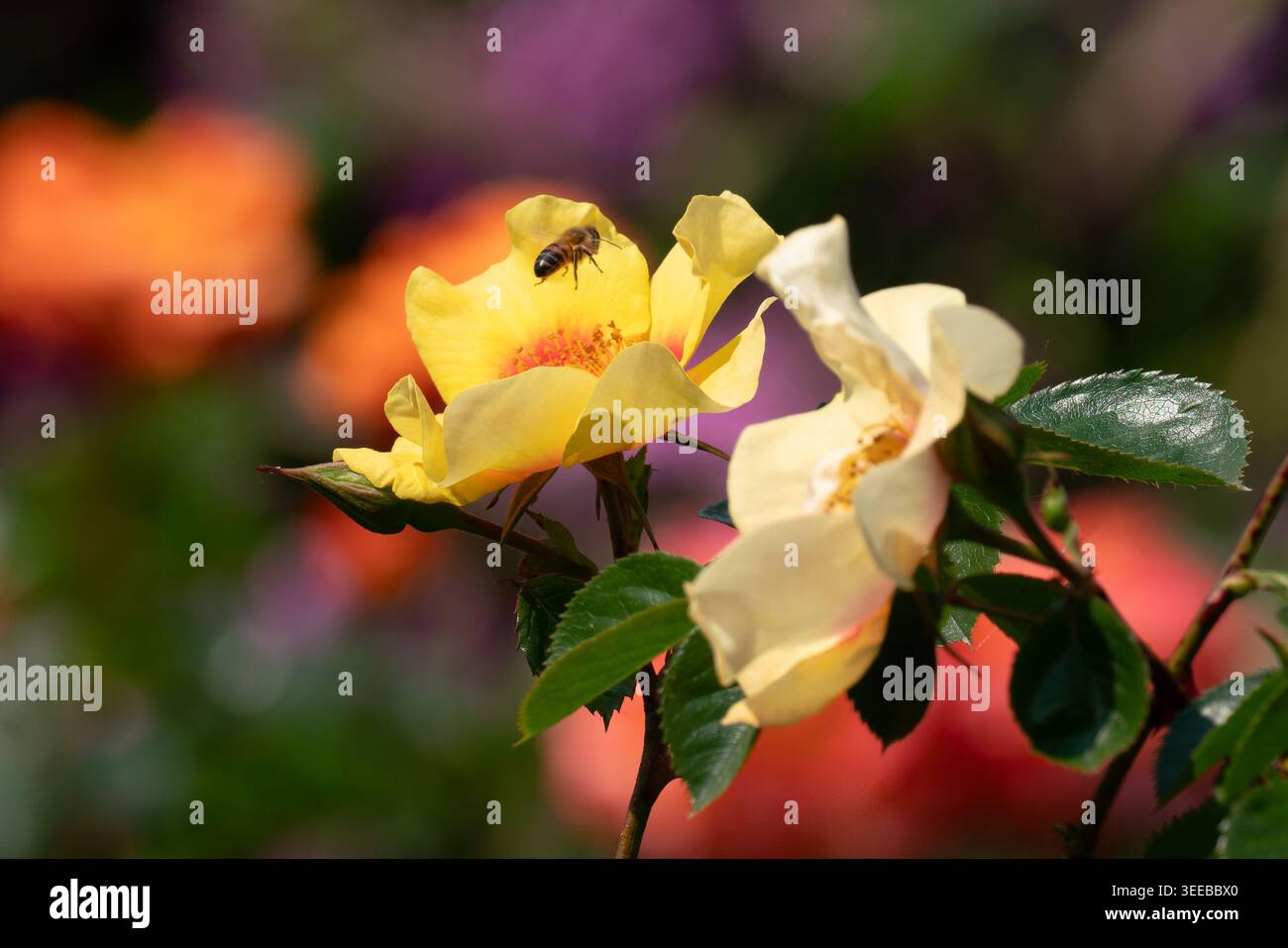 Gartenrosen Stockfoto