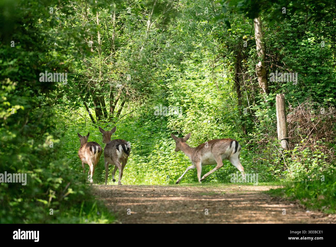 Damhirsche auf einem Waldweg Stockfoto