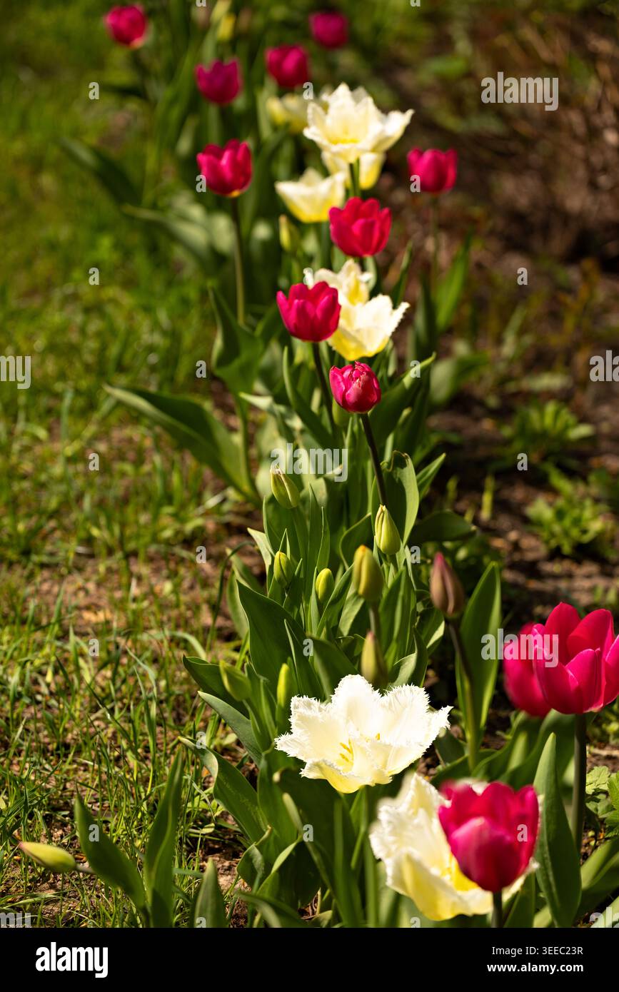 Rote und cremeweiße Tulpen blühen auf einem sonnigen Gartenweg und bringen helle jahreszeitliche Farben und frische Frühlingsschönheiten in die natürliche Umgebung. Stockfoto
