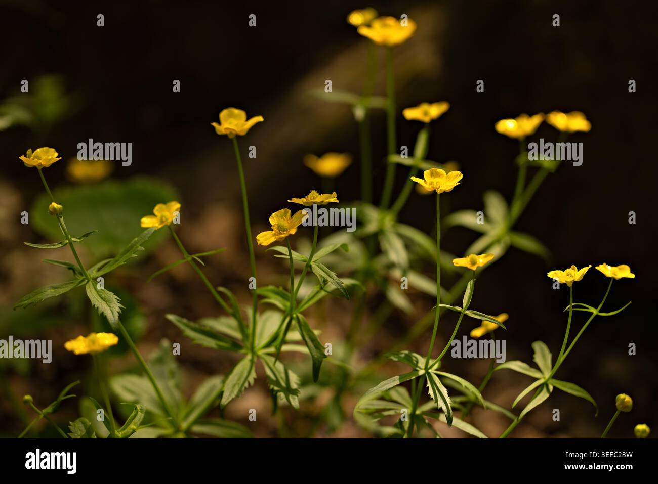 Zarte gelbe Wildblumen erheben sich auf schlanken Stielen in einem schattigen Waldgebiet und schaffen eine friedliche Frühlingslandschaft mit sanfter Schärfe. Stockfoto