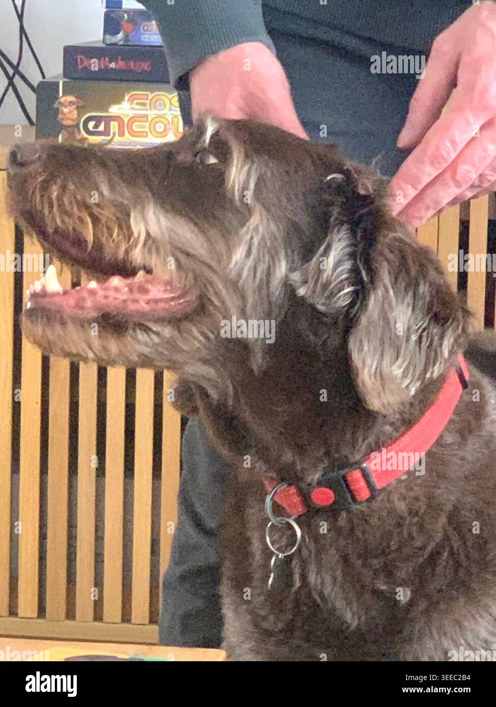 Braunes Labradoodle genießt Ohrkratzer vom Besitzer drinnen mit rotem Kragen in England Großbritannien britisches männliches Tier mit großen Zähnen und Zunge - Smartphone-aufgenommenes Stockfoto