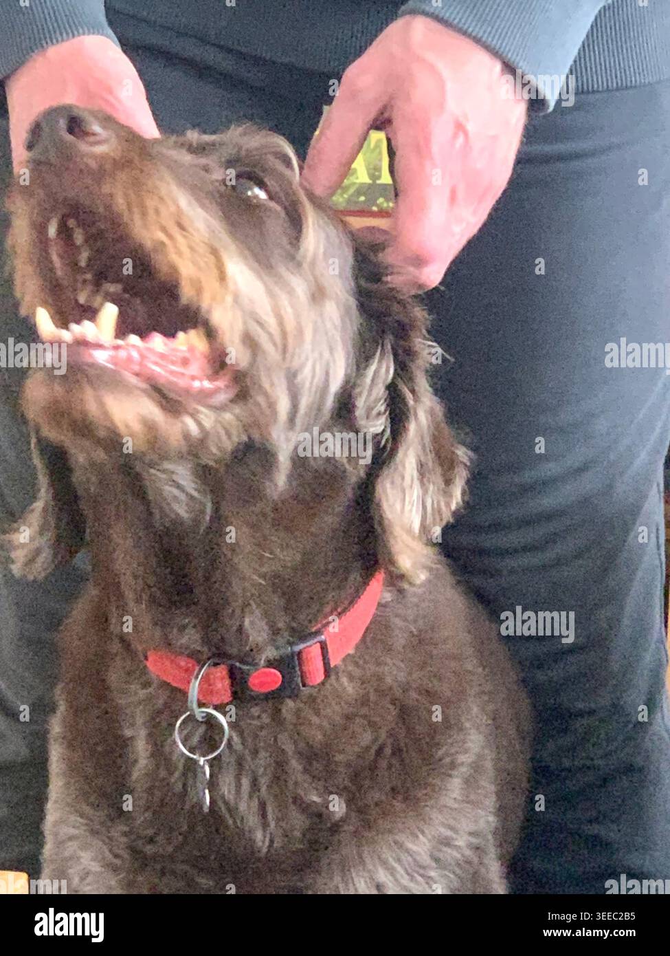 Braunes Labradoodle genießt Ohrkratzer vom Besitzer drinnen mit rotem Kragen in England Großbritannien britisches männliches Tier mit großen Zähnen und Zunge - Smartphone-aufgenommenes Stockfoto