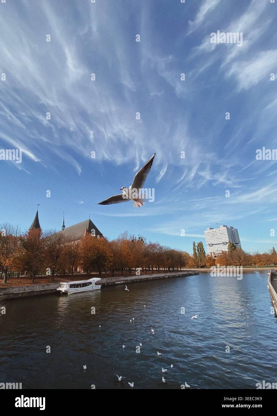 Möwen fliegen über den Fluss in der Stadt, blauer Himmel Herbstlichter, malerische Reiseszene - Smartphone-aufgenommenes Stockfoto