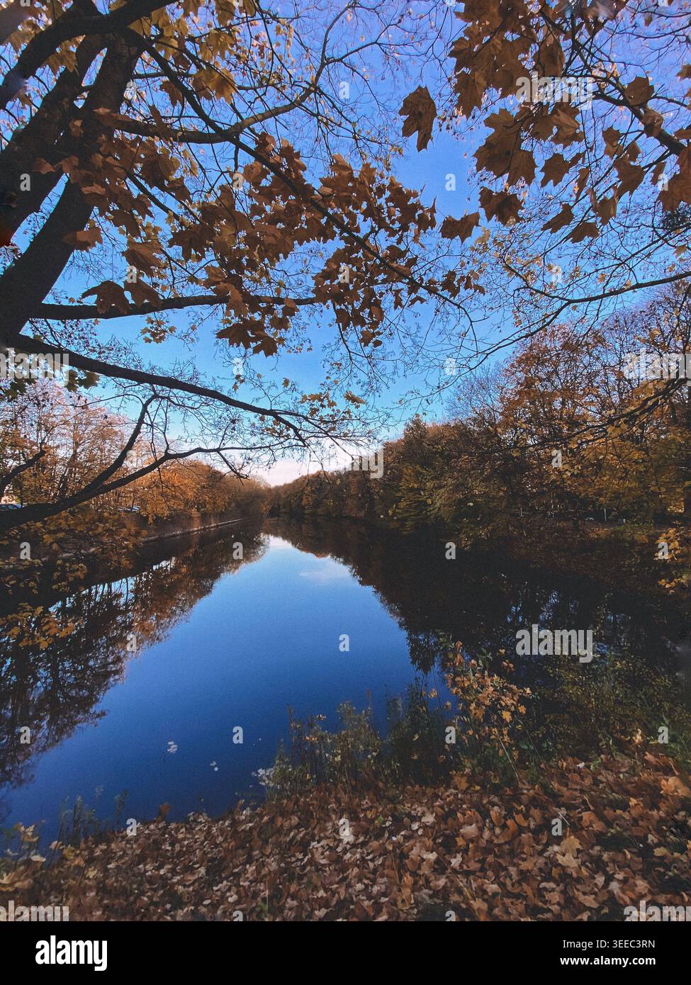 Herbstliche Flusslandschaft mit Bäumen, ruhigem Wasser und sanftem natürlichem Licht - Smartphone-aufgenommenes Stockfoto
