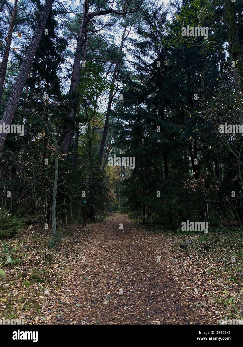 Waldweg bedeckt mit Blättern, ruhige Waldszene mit sanftem natürlichem Licht - Smartphone-aufgenommenes Stockfoto