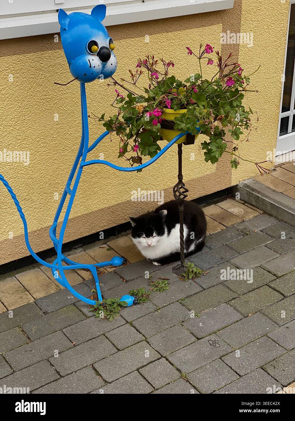Niedliche schwarz-weiße Katze in gemütlicher Straßenlage unter einer dekorativen blauen Metallkatzenskulptur mit Blumentopf - Smartphone-aufgenommenes Stockfoto