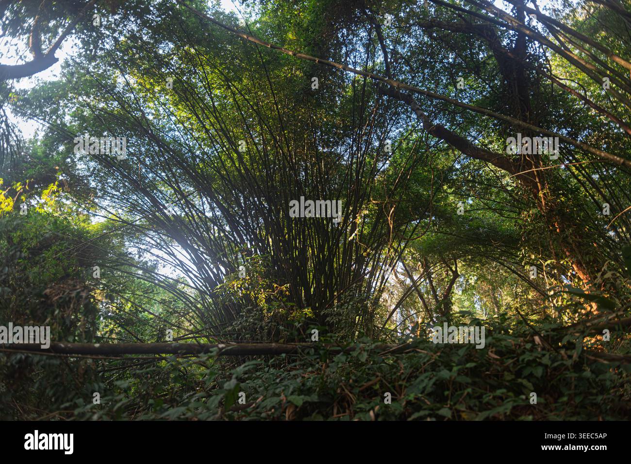 Ein Haufen riesiger Bambuspflanzen im Wald von Tiwai Island, Sierra Leone, Westafrika. Stockfoto