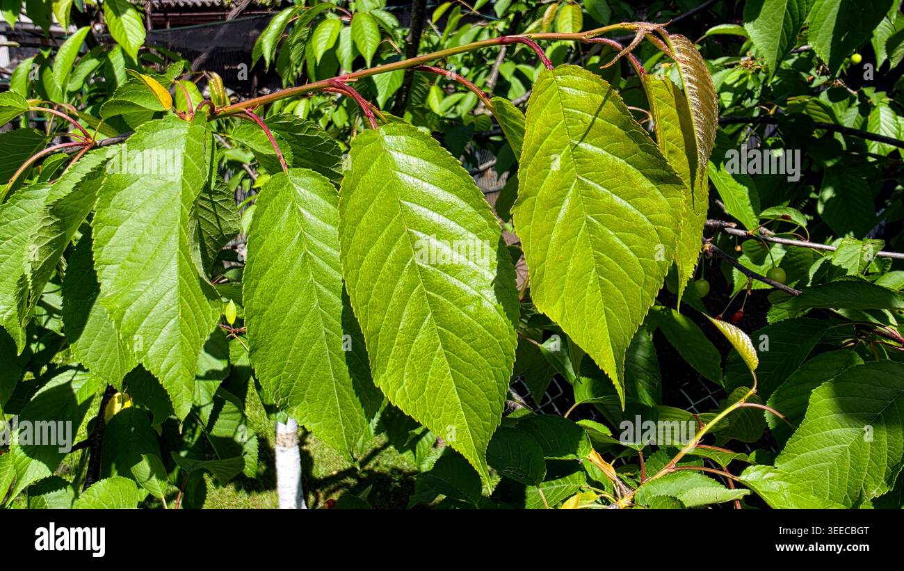 Leuchtend grüne ovate Blätter mit markanten Adern und gezackten Kanten wachsen entlang eines rötlichen Kirschbaums und fangen die frische Vitalität eines Frühlings ein Stockfoto