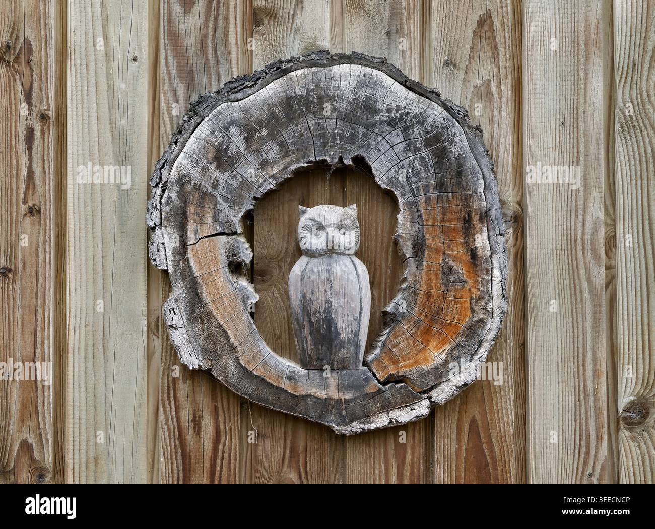 Holzeule Skulptur im verwitterten Baumstamm-Ring an Holzwand Stockfoto