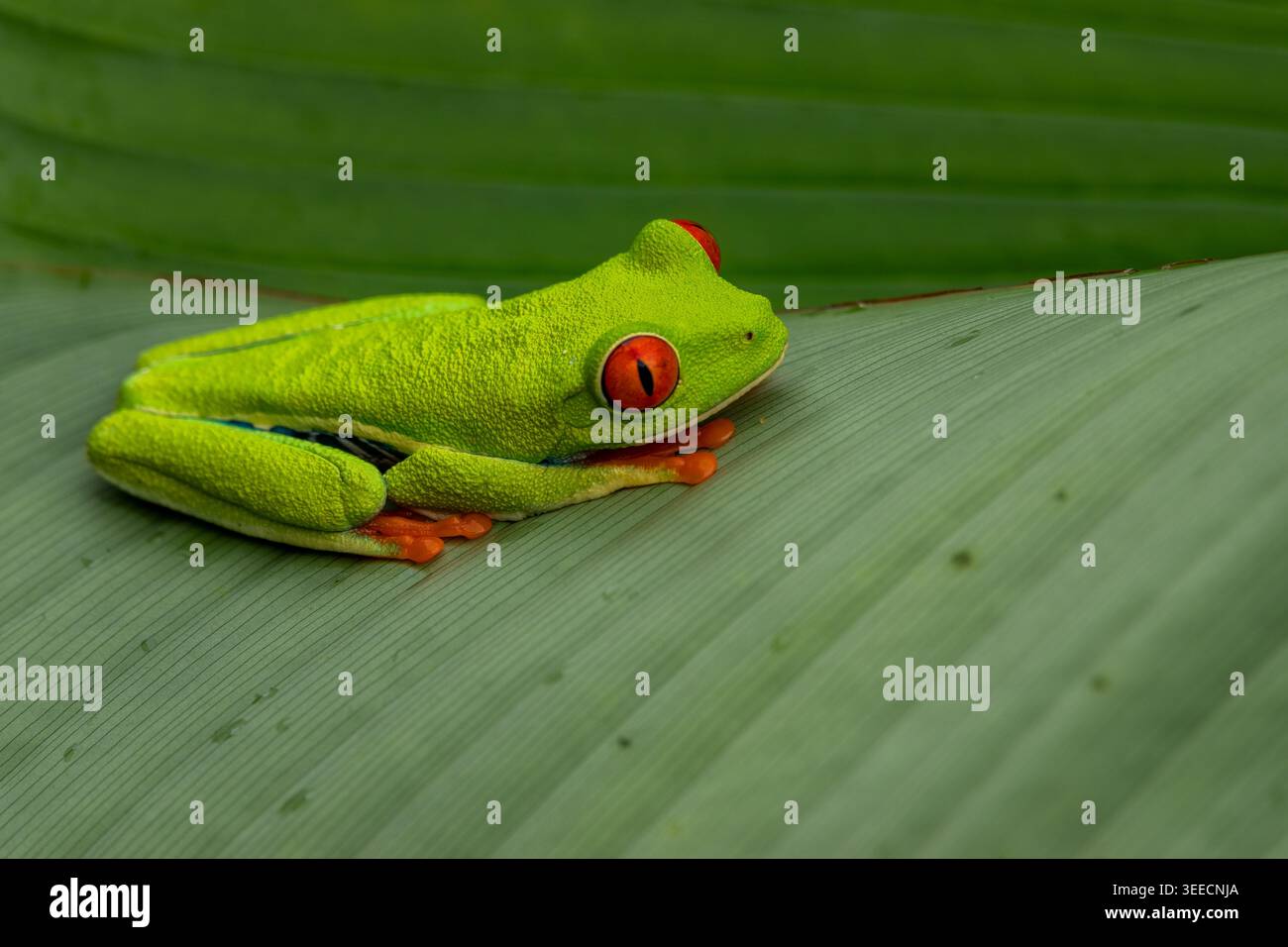 Nahaufnahme eines roäugigen Baumfrosches auf einem Blatt im Costa Rica Regenwald, Costa Rica, Mittelamerika Stockfoto