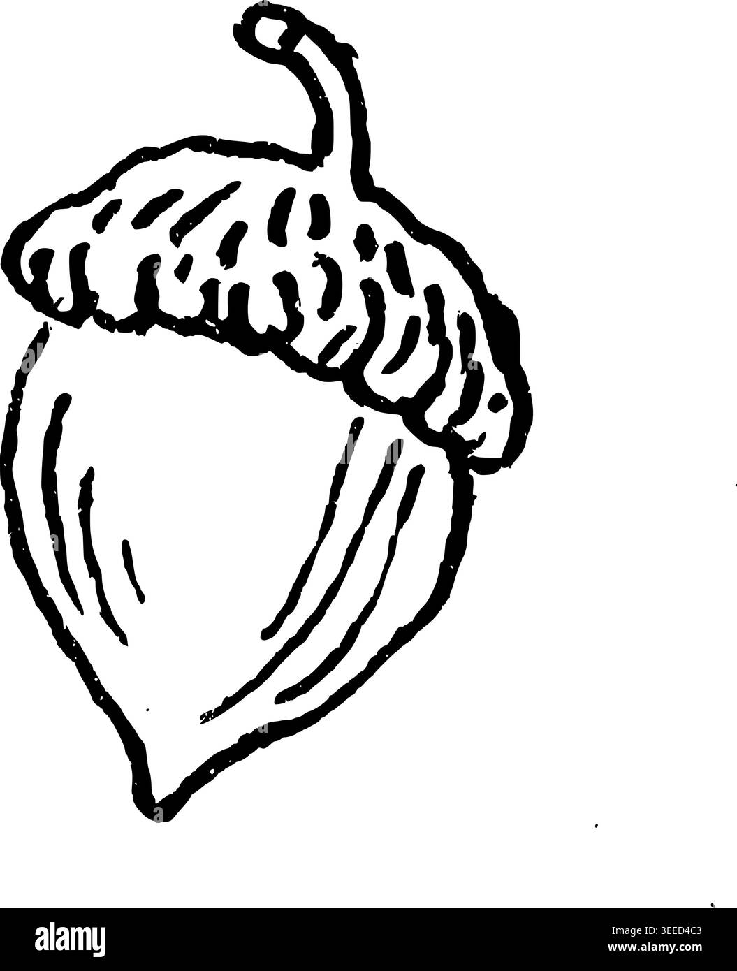 Handgezeichneter Acorn Vektor-Illustration Stock Vektor
