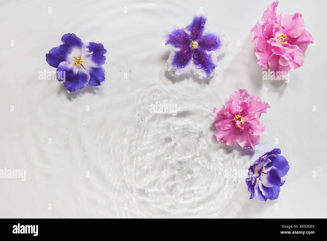 Farbenfrohe afrikanische Violetblüten schweben auf klarem Wasser und sorgen für eine ruhige und Spa-ähnliche Ästhetik Stockfoto