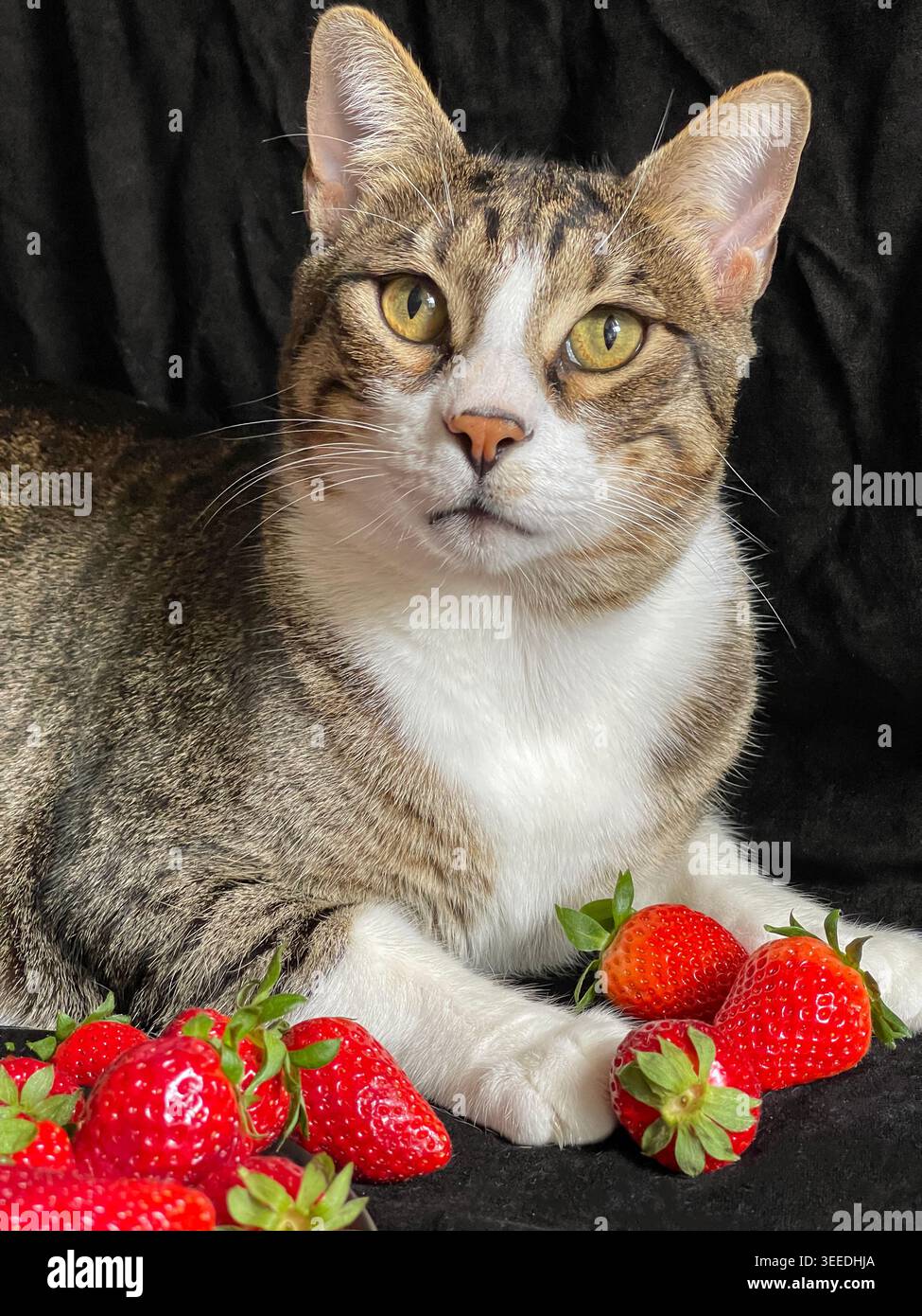 KATZE MIT ERDBEERE, süße Katze mit Erdbeere auf schwarzem Hintergrund in lustigem Lebensmittelkonzept. Stockfoto