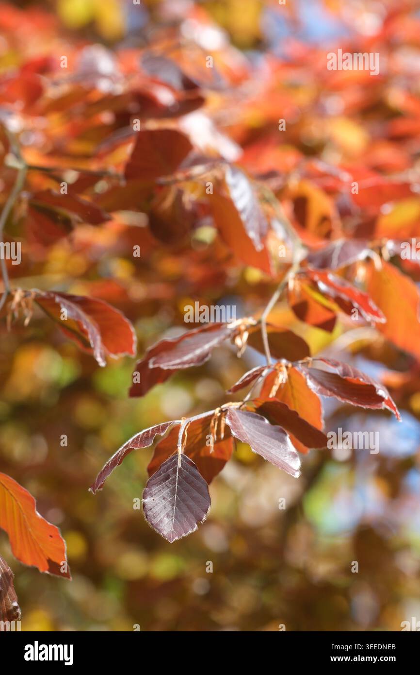 Kupferbuche ( Fagus sylvatica ) Blätter im Frühjahr - Mai 2026 in Großbritannien Stockfoto