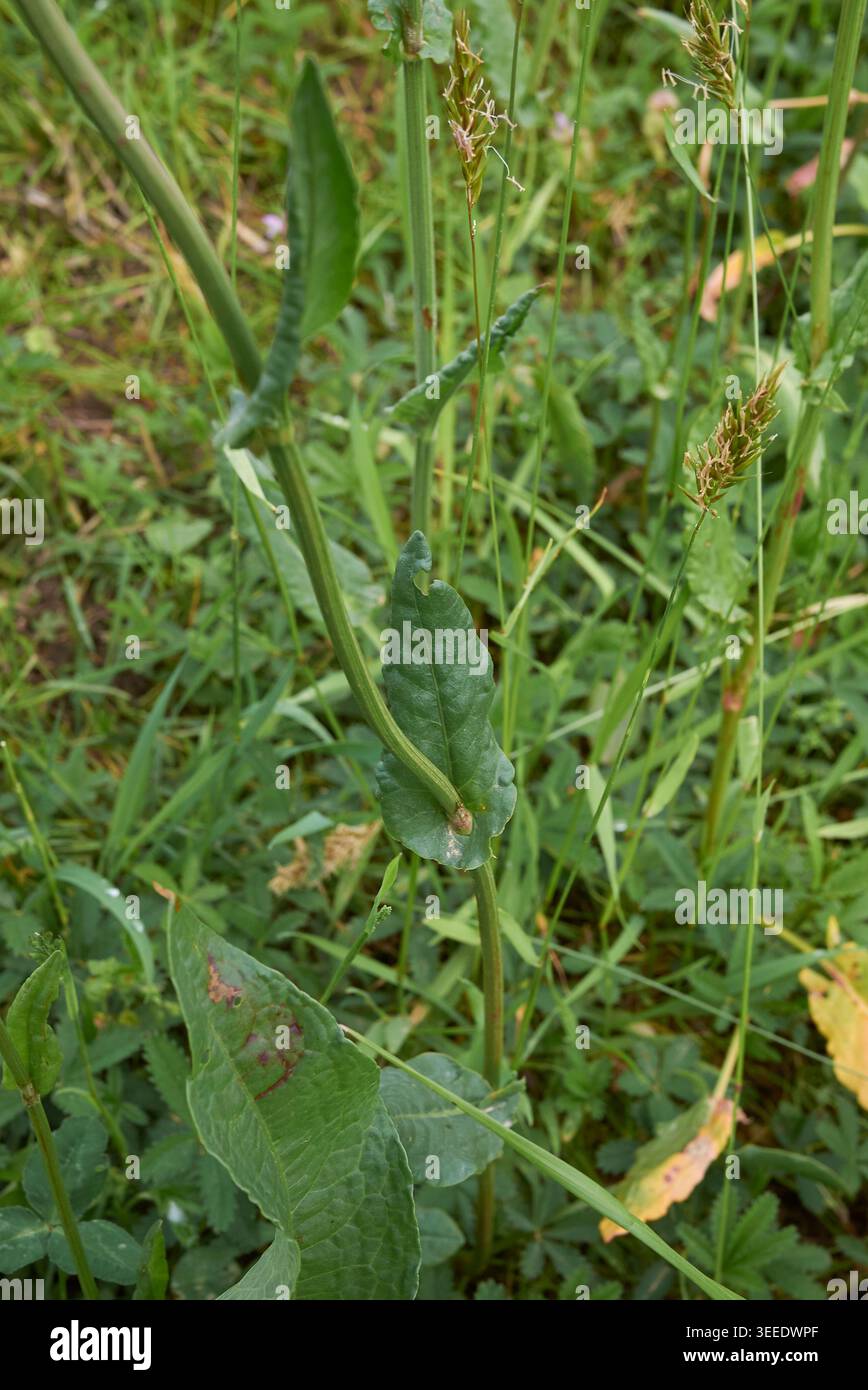 Rumex-Acetosa-Infloreszenz Nahaufnahme Stockfoto