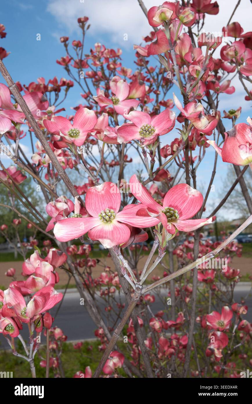 Cornus florida Rubra Sträucher in Blüte Stockfoto