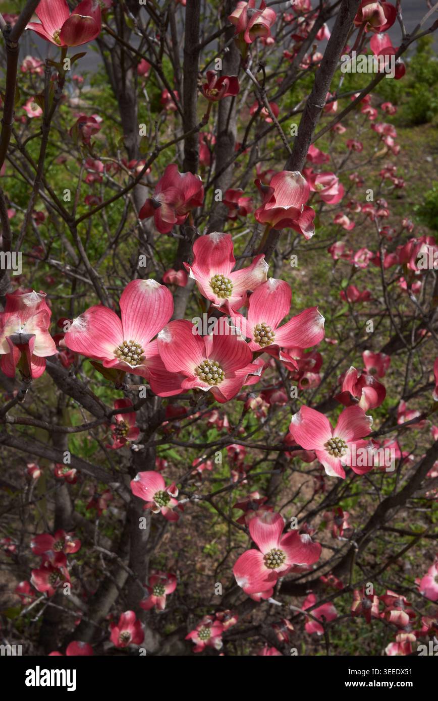 Cornus florida Rubra Sträucher in Blüte Stockfoto