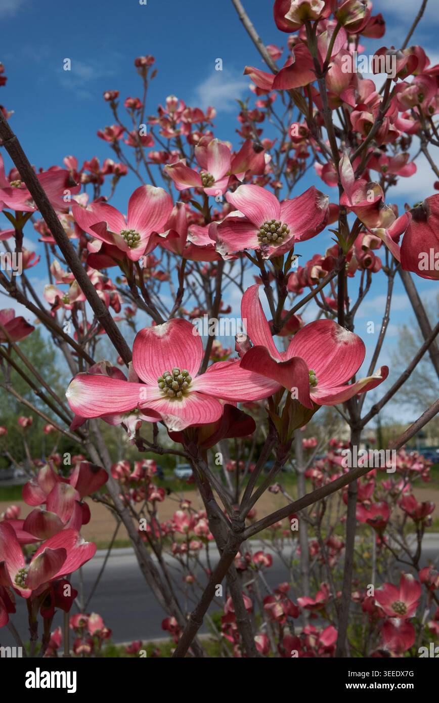 Cornus florida Rubra Sträucher in Blüte Stockfoto