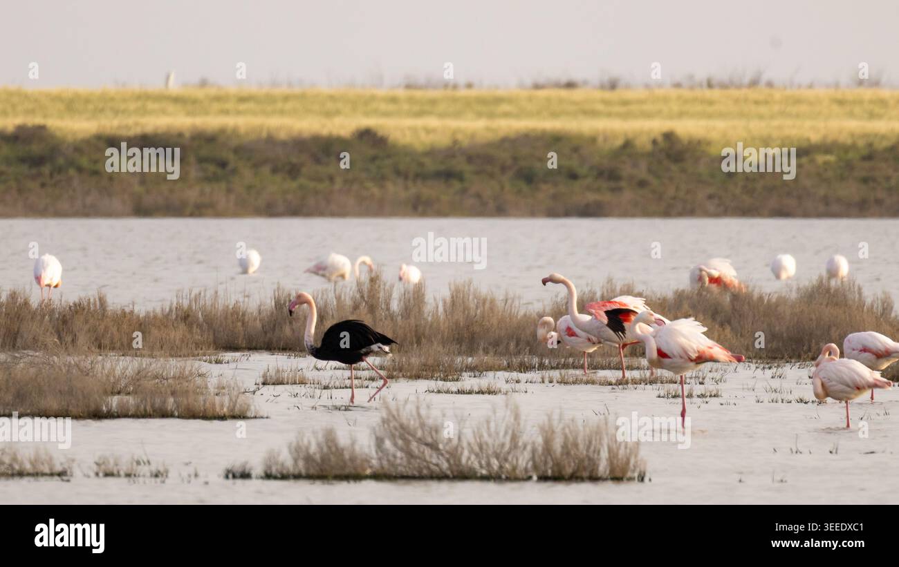 Ein seltener schwarzer Flamingo (Phoenicopterus roseus), der zwischen rosa Flamingos am Larnaca Salt Lake, Zypern, im März 2026 steht. Stockfoto