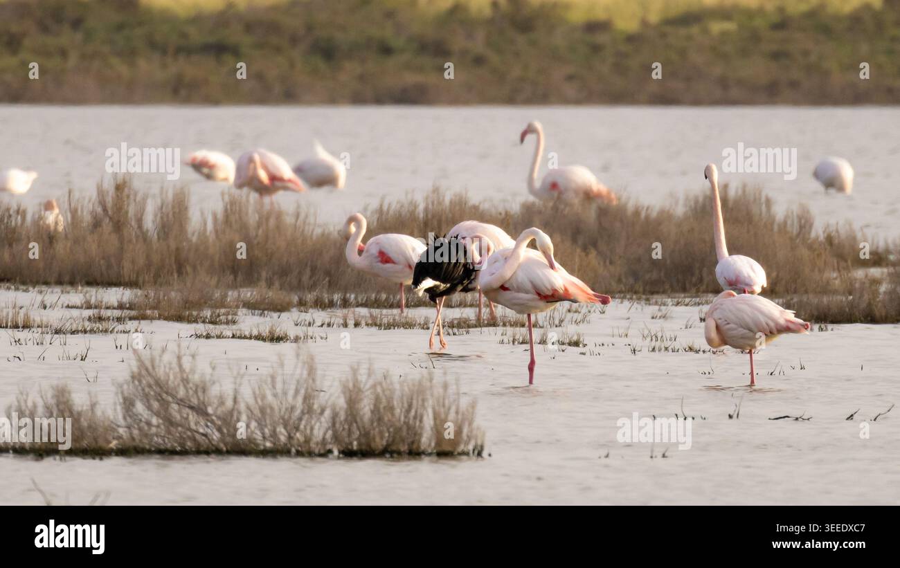 Ein seltener schwarzer Flamingo (Phoenicopterus roseus), der zwischen rosa Flamingos am Larnaca Salt Lake, Zypern, im März 2026 steht. Stockfoto