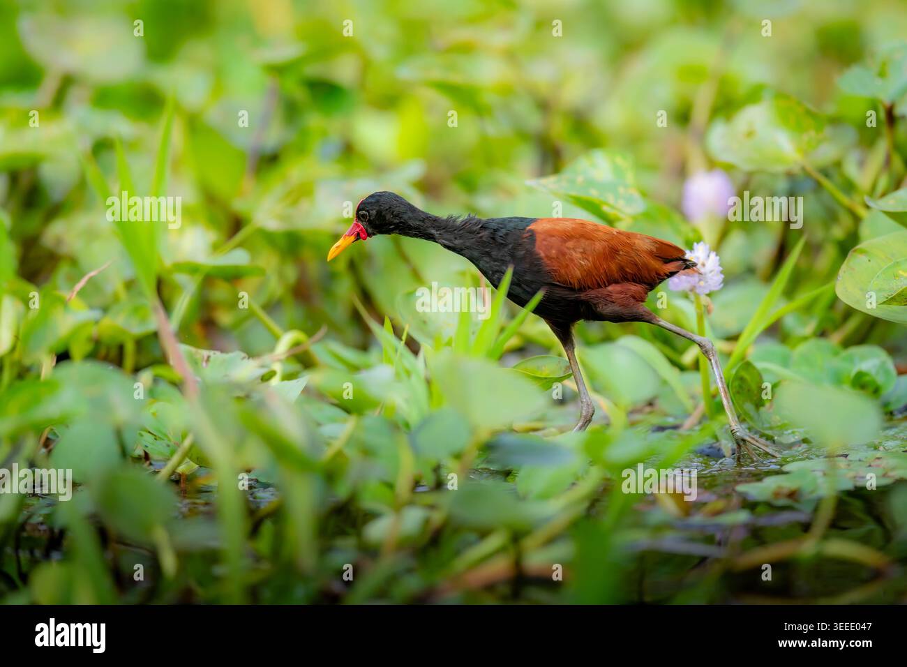 Ein Wattled Jacana (Jacana jacana) geht geschickt über schwimmende aquatische Vegetation und Wasserhyazinthen in den Pantanal-Feuchtgebieten und zeigt seine langen Zehen Stockfoto