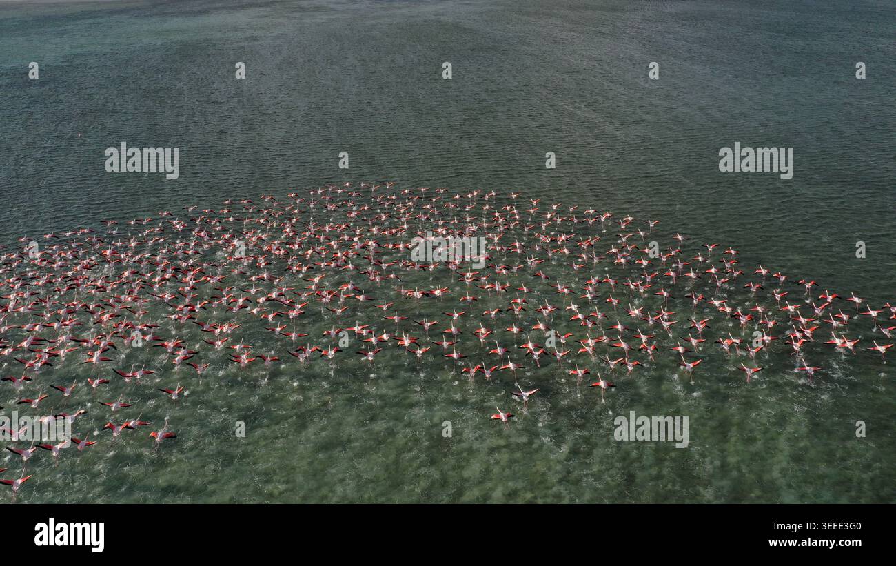 Eine Luftperspektive fängt Tausende von Flamingos ein, die anmutig durch flache tropische Gewässer waten und einen leuchtenden rosafarbenen Kontrast bilden Stockfoto