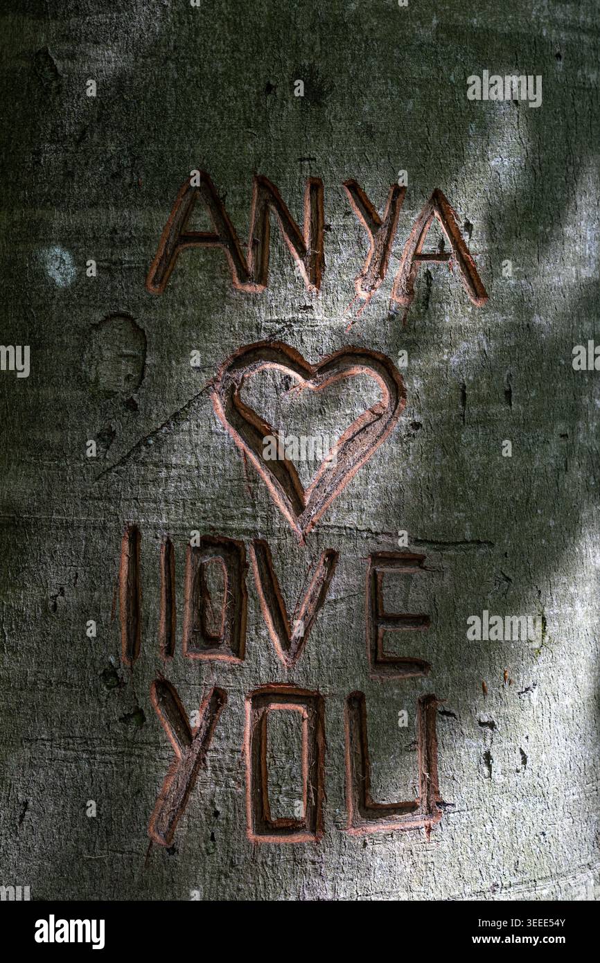 Tief geschnitzte alte Inschrift mit der Aufschrift „Anya I love You“ und Herzsymbol in einem großen Baumstamm, die Vandalismus und soziales Verhalten im Jugendlichen zeigt... J Stockfoto