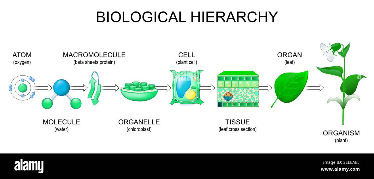 Biologische Hierarchie. Ebenen der Organisation des Lebens von Atom Sauerstoff, Wassermolekül, Makromolekül Beta Sheets Protein und Organelle Chloroplast zu Stock Vektor