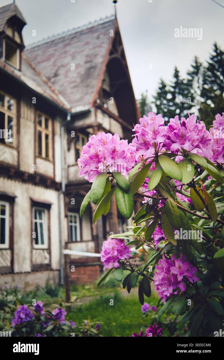 Sokolowsko, Polen, 13.06.2021: Rosa Rhododendronblüten in scharfer Schärfe mit grünen Blättern, vor einem verschwommenen rustikalen Fachwerkhaus und darüber Stockfoto