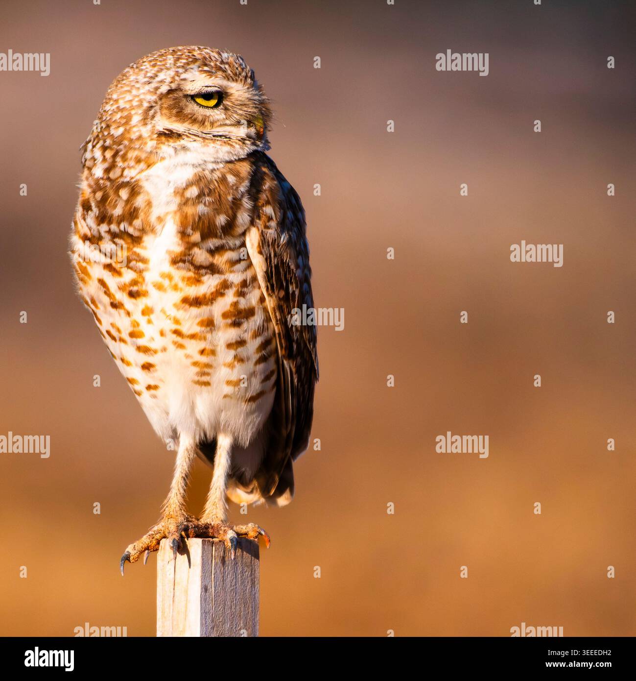 Seitlicher Blick Stockfoto