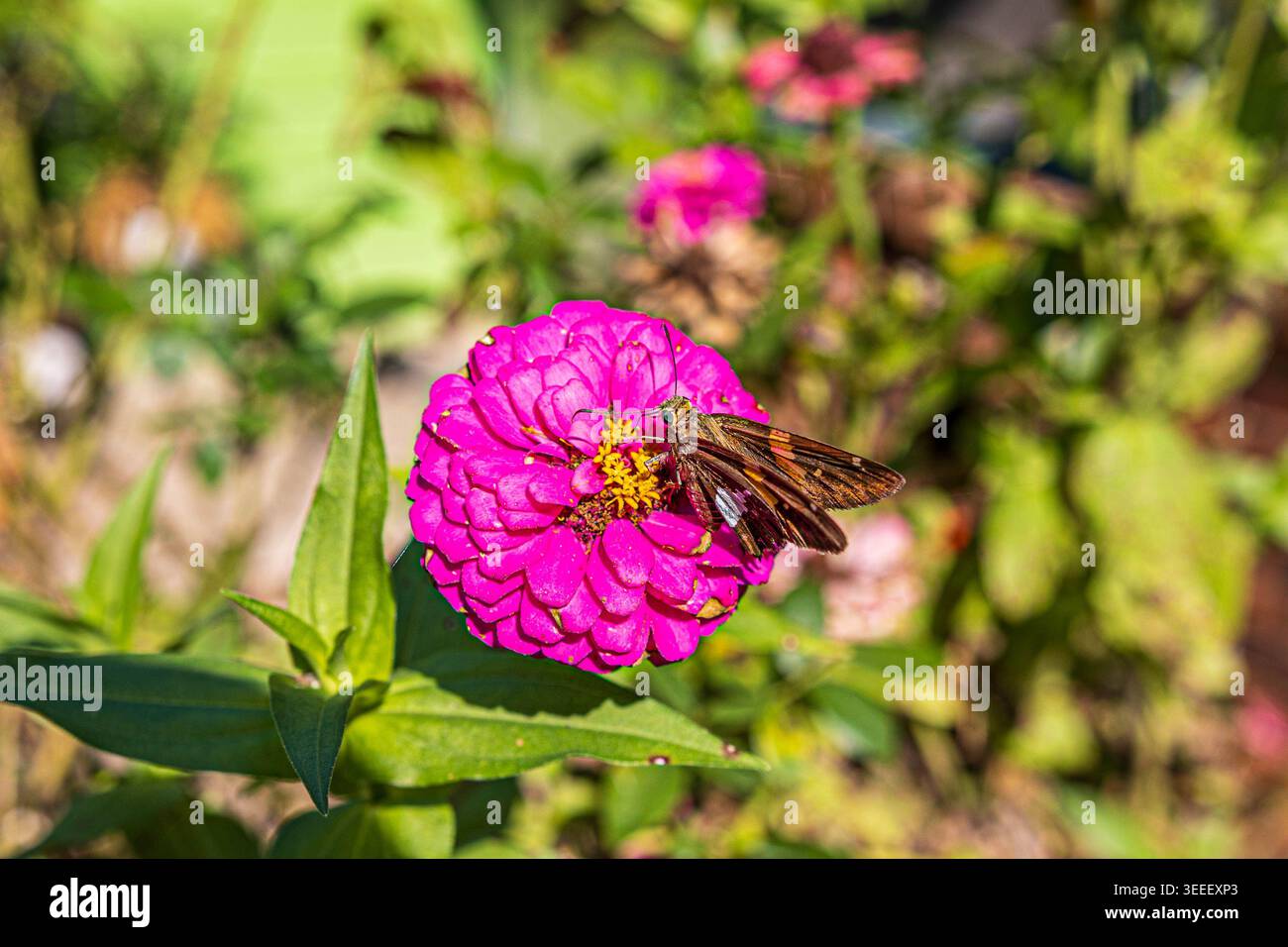 Silberfleckiger Skipper Butterfly (Epargyreus clarus) trinkt Nektar und bestäubt eine rosa Zinnienblüte Stockfoto