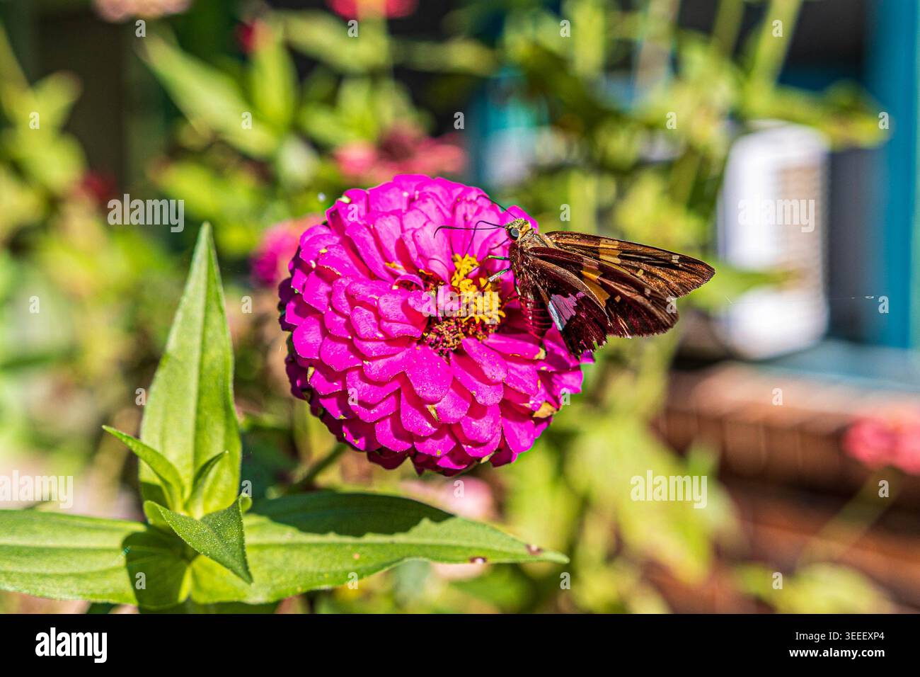 Silberfleckiger Skipper Butterfly (Epargyreus clarus) trinkt Nektar und bestäubt eine rosa Zinnienblüte Stockfoto