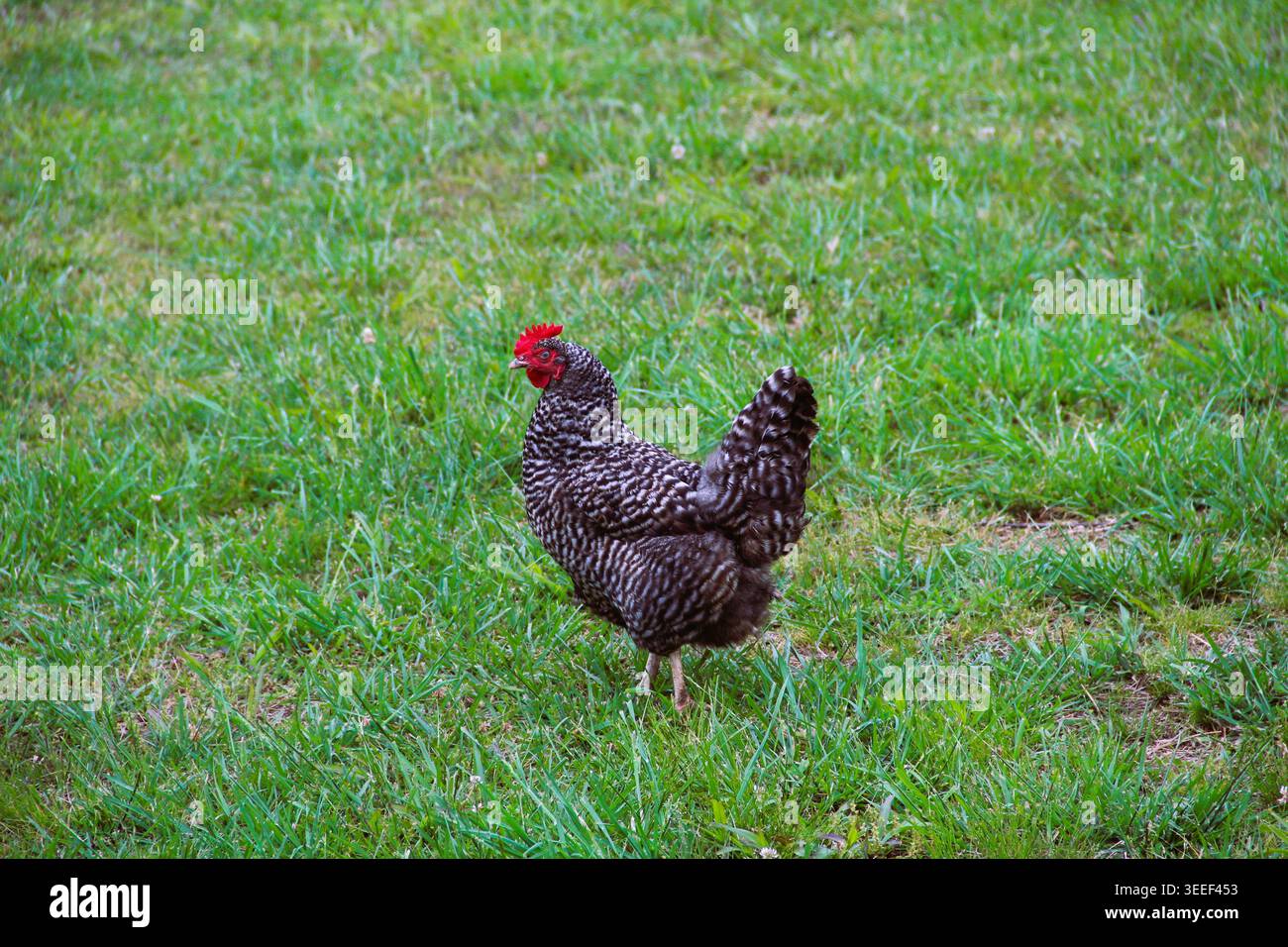 Barred Rock Chicken Stockfoto