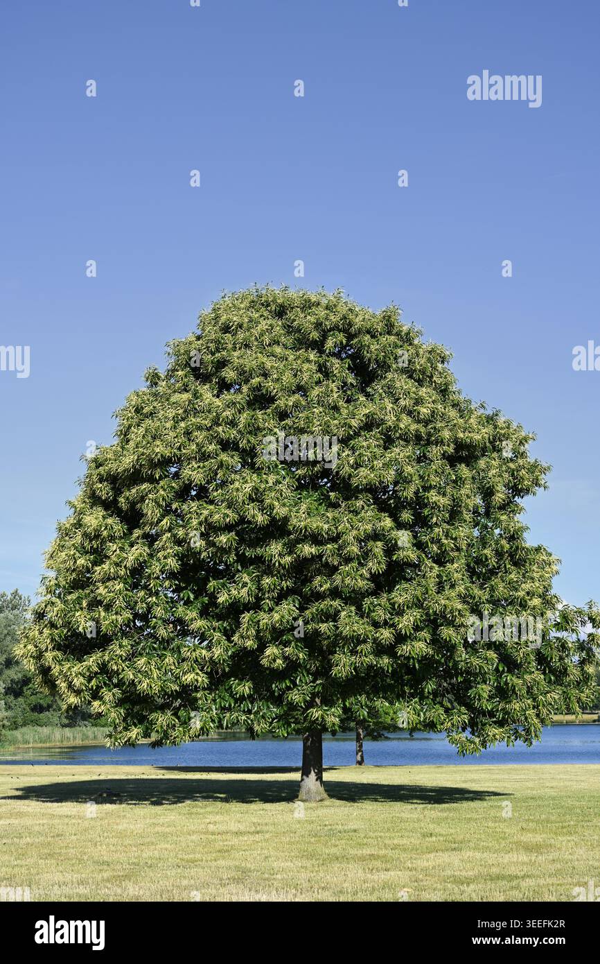 Süßkastanie (Castanea sativa) in Sommerblüte, Nordrhein-Westfalen, Deutschland Stockfoto